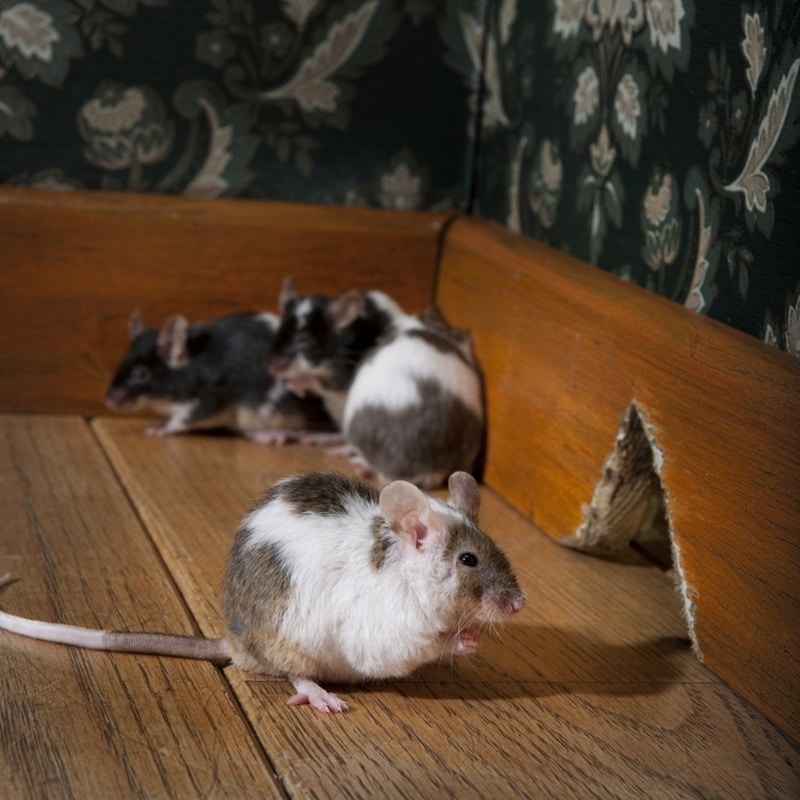 Persistent pests are sure to increase tenant turnover.
