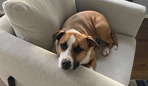 Fun Friday: The Many Pets of Issuetrak
